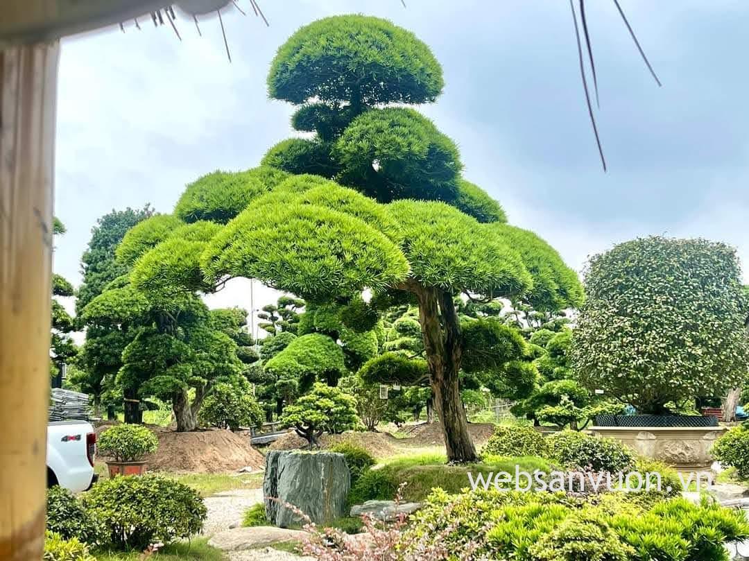 cây tùng la hán giống, cây tùng la hán giá, cay tùng la hán, cây tùng dáng trực, cây la hán tùng, cây giống tùng la hán nhật bản, cách uốn tùng la hán