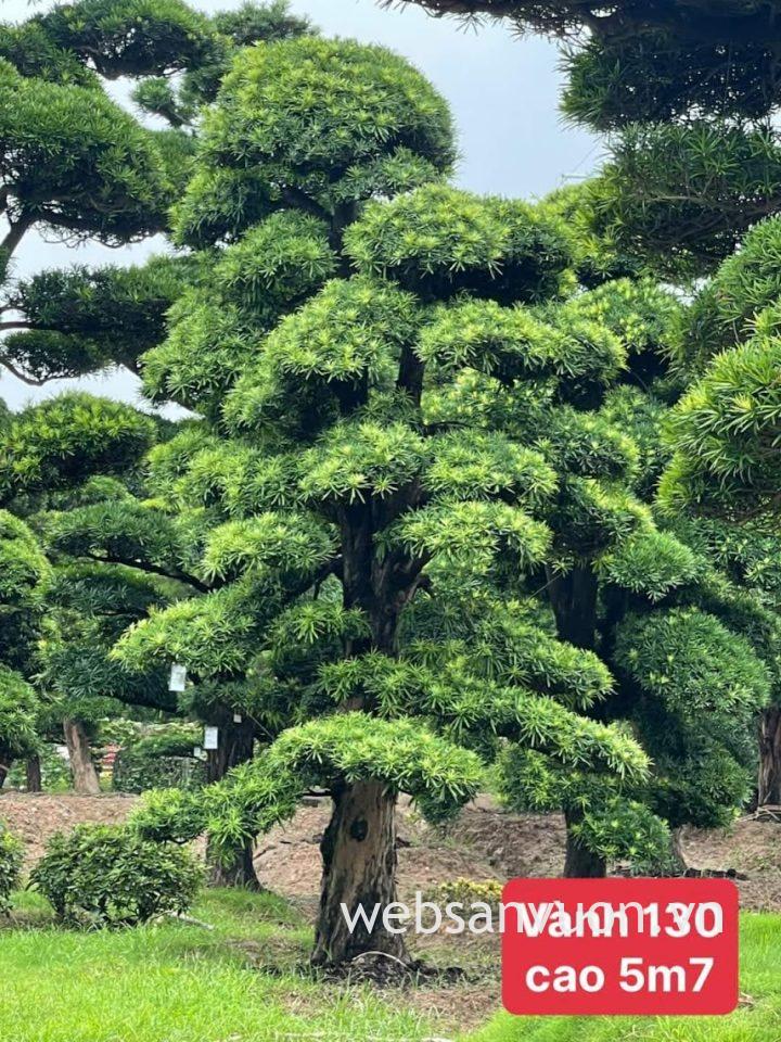 cách chăm sóc tùng la hán trong chậu, cách chăm sóc tùng la hán, các the cây tùng la hán đẹp, các loại tùng la hán