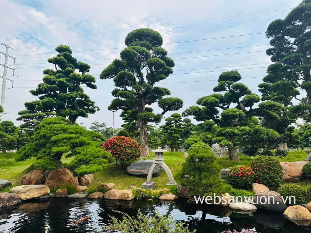 giống tùng la hán, giá cây tùng la kim, giá cây tùng la hán nhật bản, giá bán cây tùng la hán