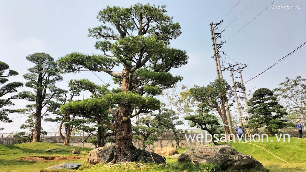 tùng la hán nhật bản